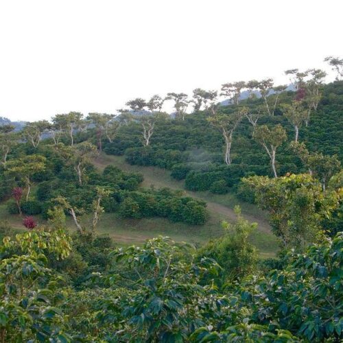 Timor