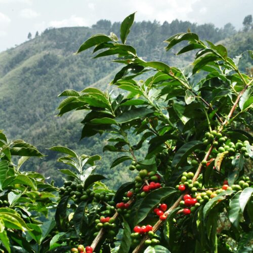 Sumatra- Mandheling Washed