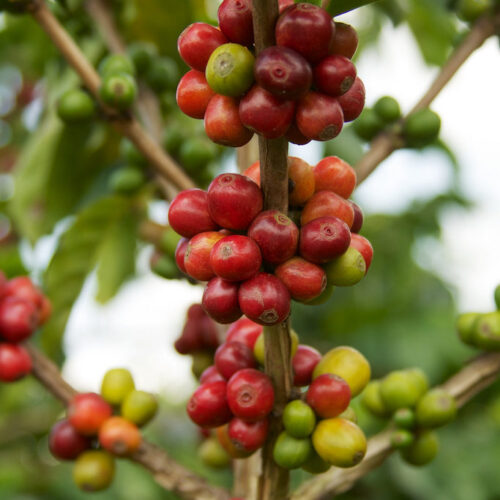 Costa Rica