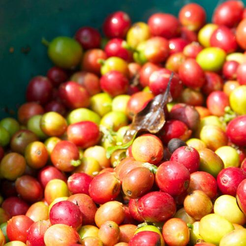 FTO Decaf Ethiopia Natural Water Process