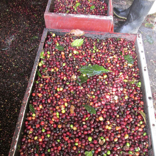 Decaf Espresso Royale Blend