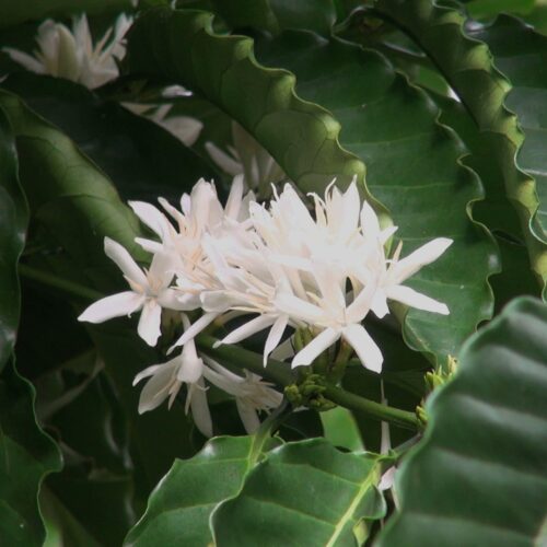 Costa Rica - Palmiliera Geisha Washed